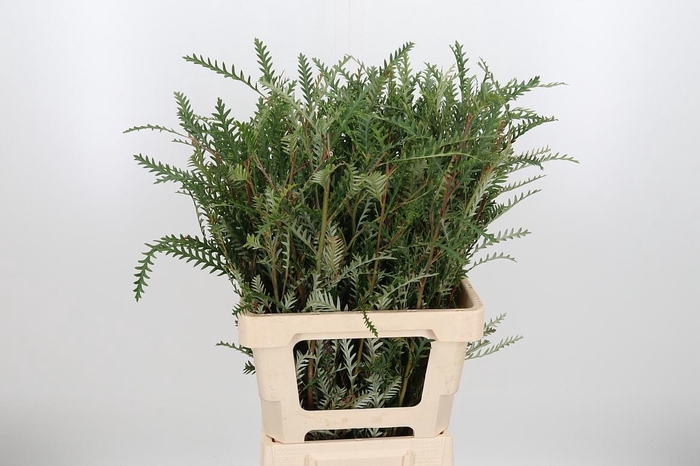 <h4>Grevilea Ivanhoe Groen</h4>