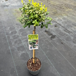 Euonymus fort. 'Emerald 'n Gold' C3