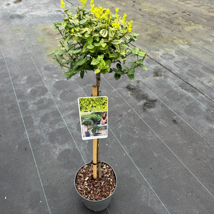 <h4>Euonymus fort. 'Emerald 'n Gold' C3</h4>