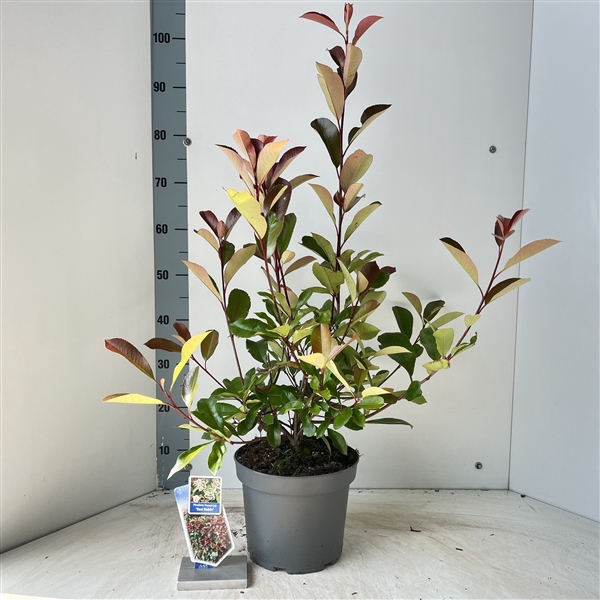 <h4>Photinia fraseri 'Red Robin'</h4>