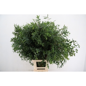 EUCA PARVIFOLIA PER STEM