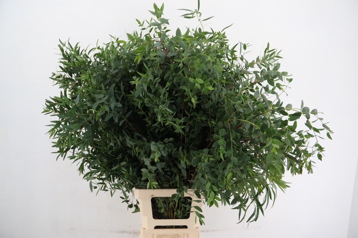 <h4>EUCA PARVIFOLIA PER STEM</h4>