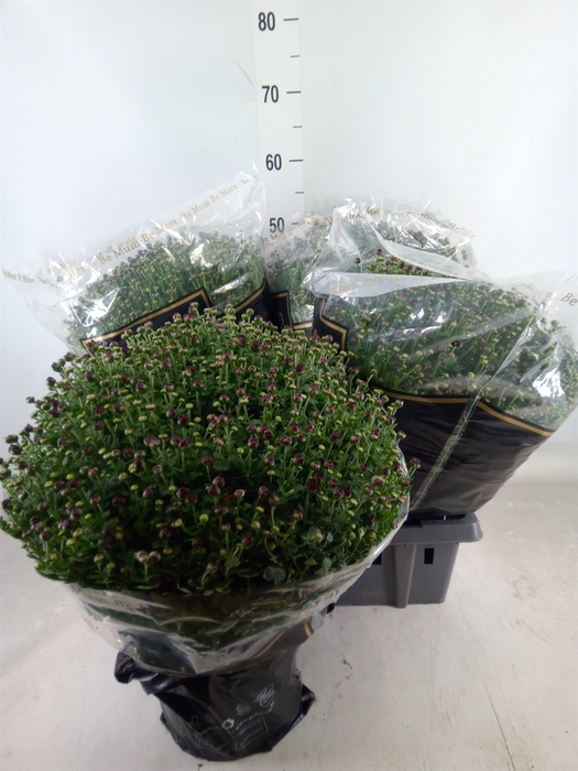 <h4>Chrysanthemum   ..</h4>