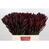 Leucadendron Saf Sunset Dark R.