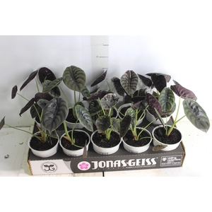 ALOCASIA CUPREA P12