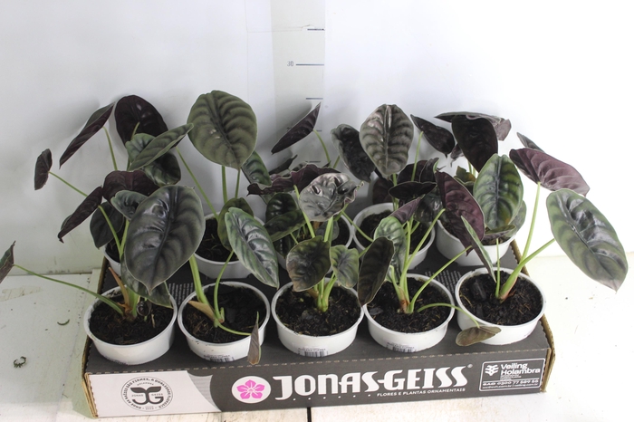 <h4>ALOCASIA CUPREA P12</h4>