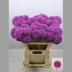 Allium Giganteum