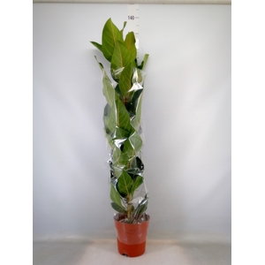Ficus benghalensis 'Joy'