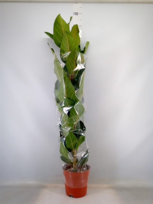 <h4>Ficus benghalensis 'Joy'</h4>