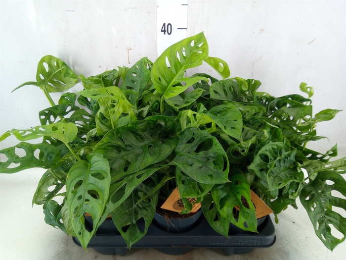 <h4>Monstera obliqua 'Monkey Mask'</h4>