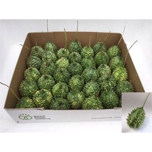 Sier Cucumis Ice Tea X35 Hol