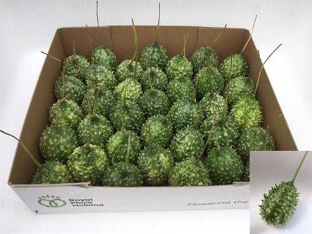<h4>Sier Cucumis Ice Tea X35 Hol</h4>
