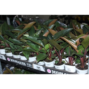 PHILODENDRON RED DIAMOND P12