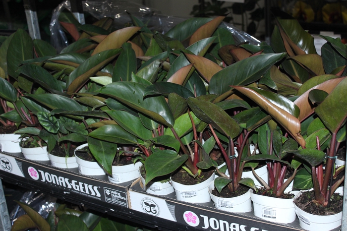 <h4>PHILODENDRON RED DIAMOND P12</h4>