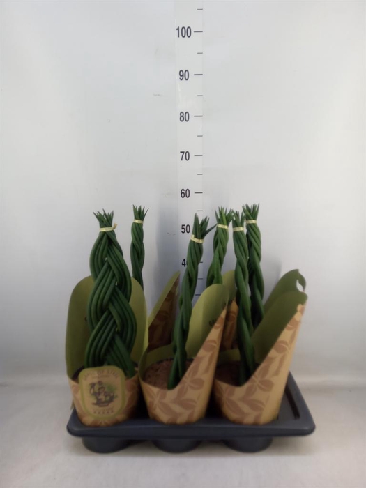 <h4>Sansevieria cyl.  ...</h4>