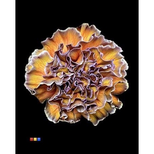 Dianthus St Cameleon