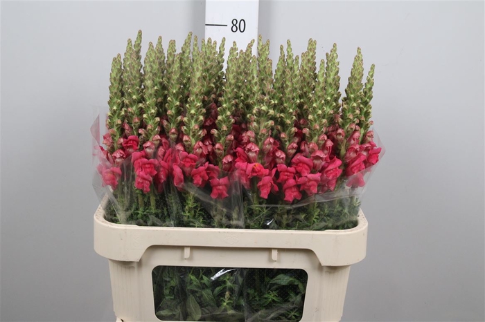 <h4>Antir Avignon Rose</h4>