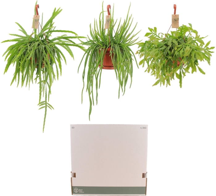 <h4>RHIPSALIS GEM</h4>