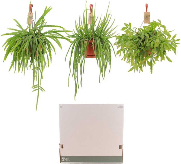 <h4>RHIPSALIS GEM</h4>