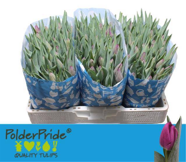 <h4>TU EN BULLIT</h4>