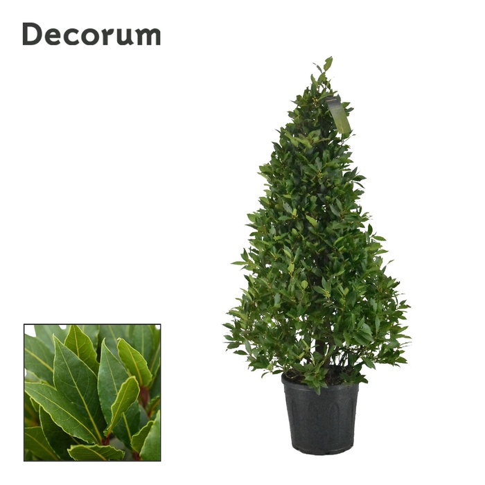<h4>Laurus nobilis</h4>