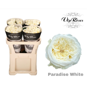 R Gr Paradise White X40
