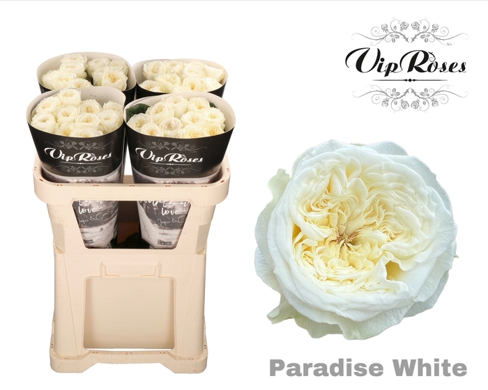 <h4>R GR PARADISE WHITE x40</h4>