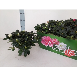 RHODO SI VOGEL GEM