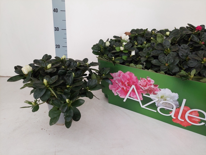 <h4>RHODO SI VOGEL GEM</h4>