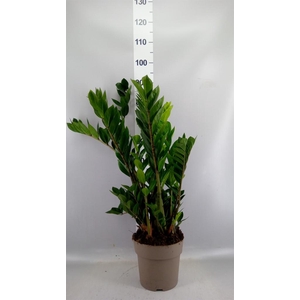 ZAMIOCULCAS ZAMIIFOLIA 8+ VEREN