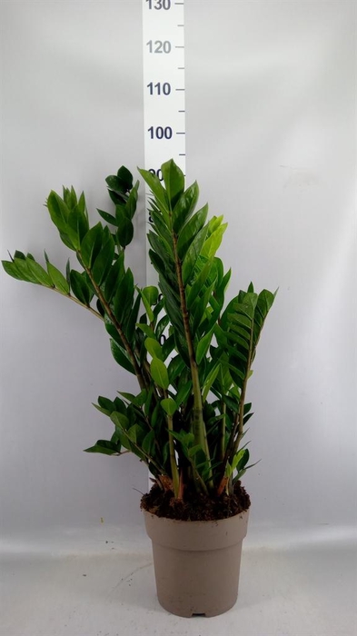 <h4>ZAMIOCULCAS ZAMIIFOLIA 8+ VEREN</h4>