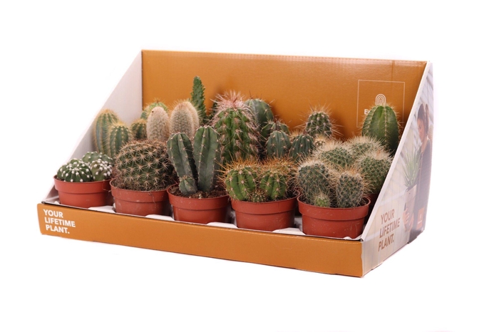 <h4>Cactus mix 10,5 cm in showdoos your lifetime plant</h4>
