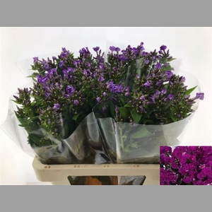 Phlox P Crissy