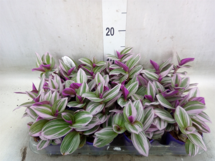 <h4>Tradescantia albif. 'Nanouk'</h4>
