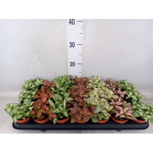 Fittonia   ...mix 7