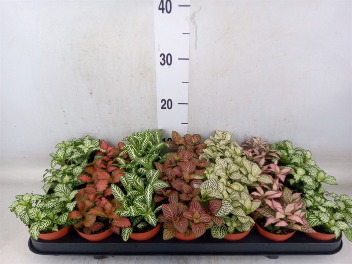 <h4>Fittonia   ...mix 7</h4>