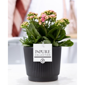 Kalanchoe pink in P&PURE Liv ceramics matt black