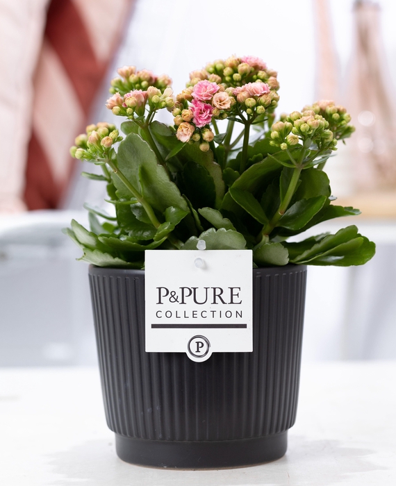 <h4>Kalanchoe pink in P&PURE Liv ceramics matt black</h4>