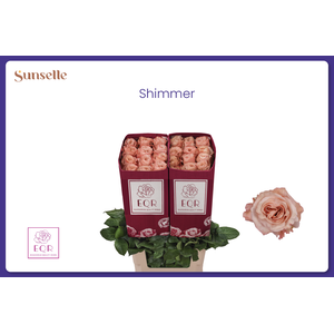 R GR SHIMMER