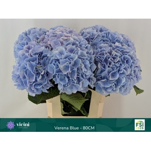 HYDR M CH VERENA BL