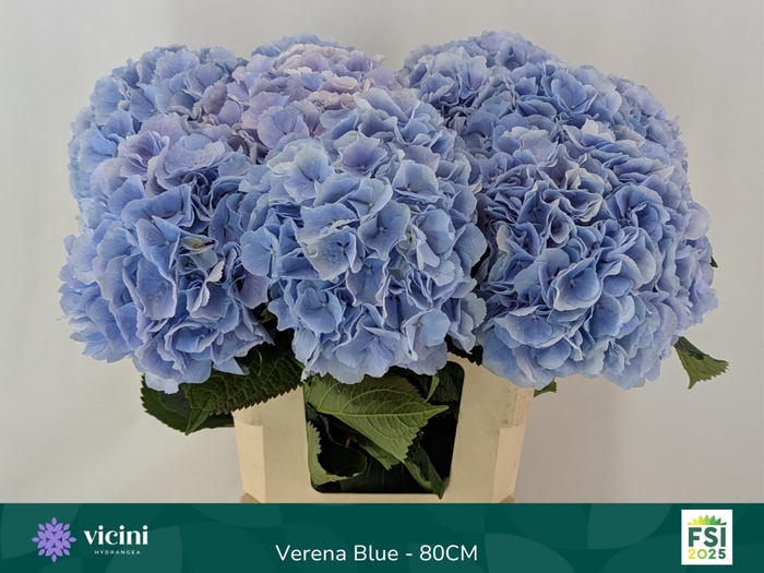 <h4>HYDR M CH VERENA BL</h4>