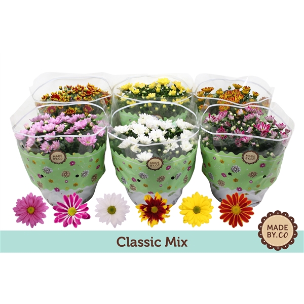 <h4>Chrysant Mix</h4>