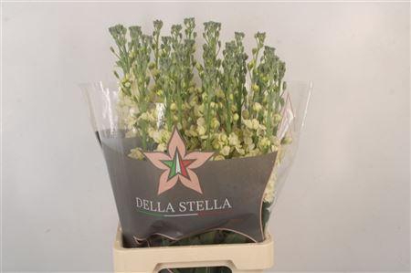 <h4>Matth Phantom Yellow</h4>