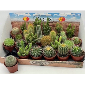CACTUS GEM