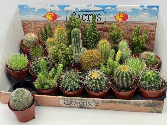 <h4>CACTUS GEM</h4>