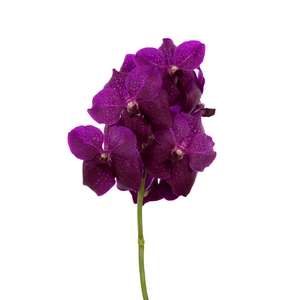 Vanda Magic Fuchsia