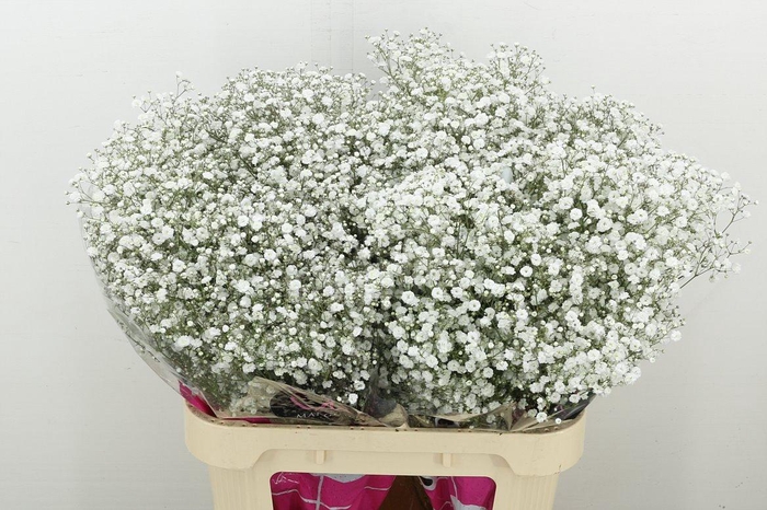 <h4>Gyps Pa Xlence</h4>