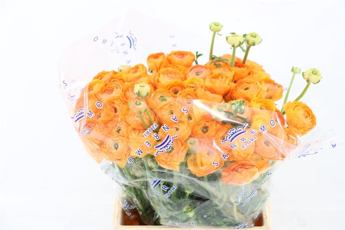 <h4>Ran Cloni Ex Mambo</h4>