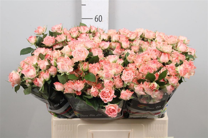 <h4>R Tr Fair Flow</h4>