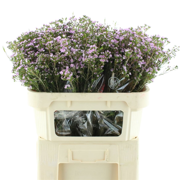 <h4>Chame Un Pirouette</h4>